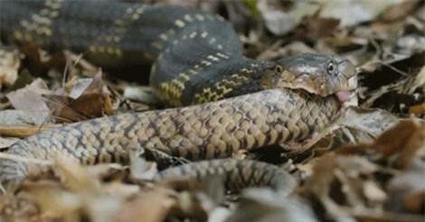 Clip: Hãi hùng cảnh rắn hổ mang nuốt chửng rắn săn chuột