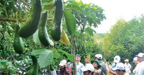 Đắk Nông: Thu tiền tỷ từ giống bơ ngọt, 1 cây ra 1 tạ quả trị giá 10 triệu đồng