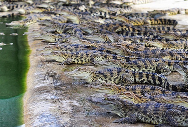 "Đột kích" trang trại cá sấu triệu USD ở Đồng Nai