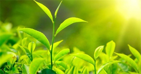 Hợp chất trà xanh có thể bảo vệ sức khỏe tim mạch