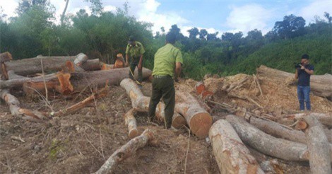 Mang xe ủi đi phá trắng rừng