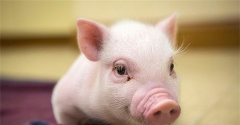 Top 3 con giáp trời sinh có tướng làm sếp