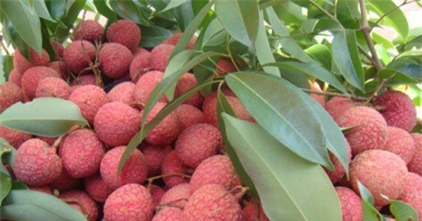 Vải thiều - cây ăn quả chủ lực của tỉnh Hải Dương