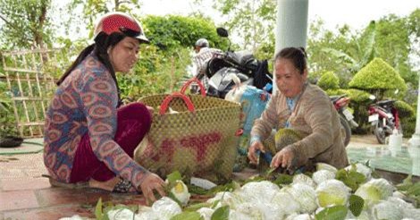 500 đồng/kg ổi lê Đài Loan, nhà vườn "khóc đứng khóc ngồi"