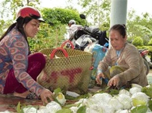 500 đồng/kg ổi lê Đài Loan, nhà vườn "khóc đứng khóc ngồi"