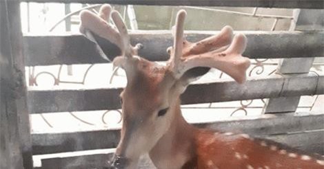 Cận cảnh: Chú hươu sở hữu cặp nhung chùm hoa "có một không hai" ở Hà Tĩnh