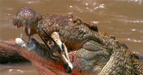 Clip: Rợn tóc gáy với cảnh đàn cá sấu xé xác linh dương