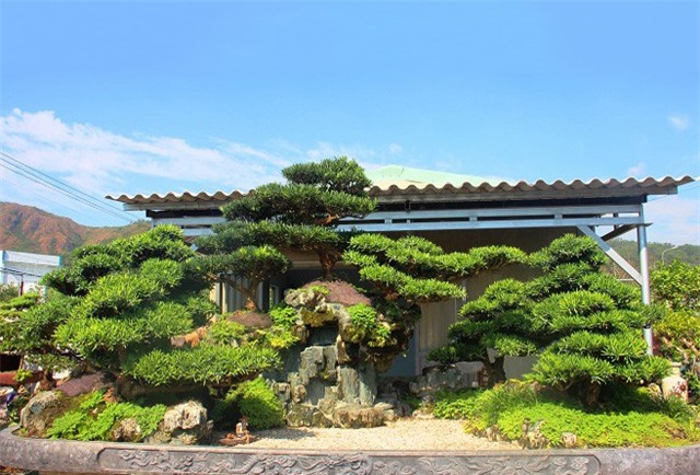 Đồi tùng 9 gốc mọc trên chậu san hô 4 tấn, ngã giá nửa tỷ đồng