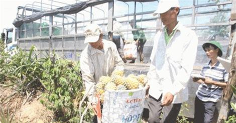 Giữ cam kết, doanh nghiệp mua dứa với giá gấp đôi thị trường