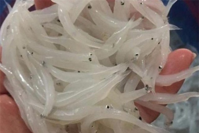 Loại cá bé tí, "đắt cắt cổ" vẫn được lòng người Việt