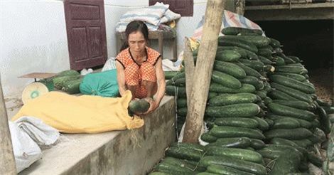 Nông dân lao đao vì bí đao rớt giá