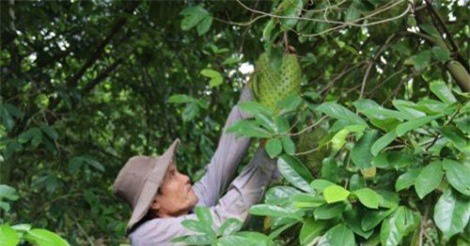 Phát triển cây mãng cầu xiêm trên đất cù lao Tân Phú Đông