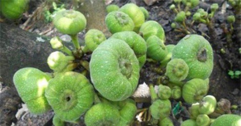 Phát triển thương hiệu đặc sản trái vả xứ Huế