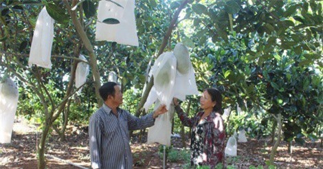 Thu nhập cao từ trồng mít Changai