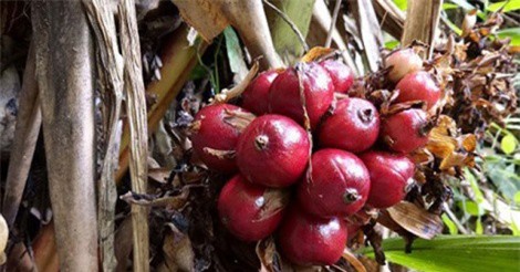 Cả làng khá lên nhờ trồng cây ra quả đỏ dưới gốc