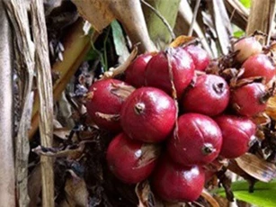 Cả làng khá lên nhờ trồng cây ra quả đỏ dưới gốc