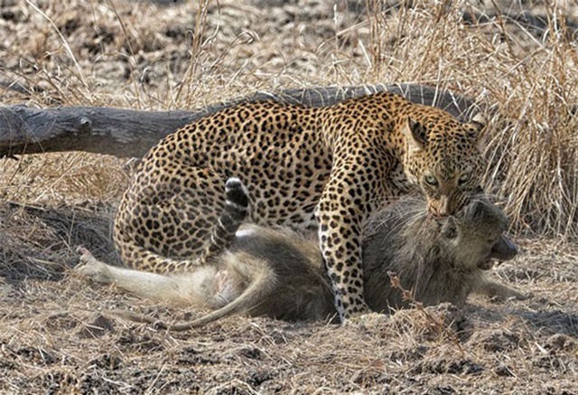 Clip: Lạnh người cảnh báo đốm ăn thịt khỉ đầu chó