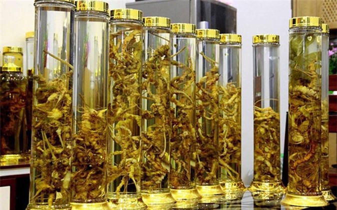 Lạc vào thế giới sâm quý hơn “vàng ròng” của đại gia Hà Thành