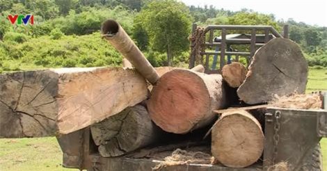 Liên tiếp phát hiện 2 vụ phá rừng tại Đăk Lăk