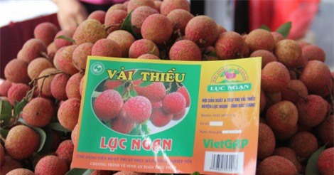 Mỗi ngày Bắc Giang tiêu thụ 6.000 tấn vải thiều