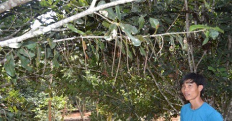 Thấp thỏm với cây "tỉ đô"