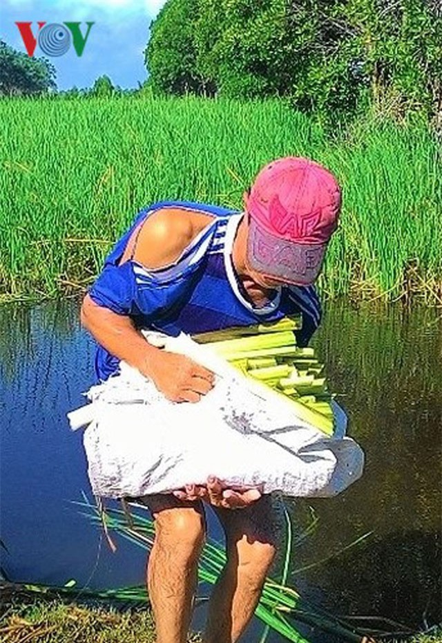 Cây bồn bồn - từ cỏ dại thành đặc sản giá trị của người dân Đất Mũi