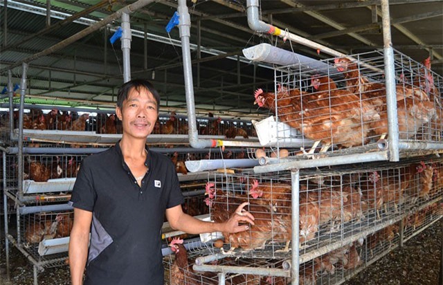 Lạ mà hay: Nuôi heo, gà tự động, chỉ bán phân đã có 30 triệu/tháng