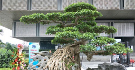 Ngắm gốc sanh “Nghinh phong” giá gần 10 tỷ đồng của ông giáo già