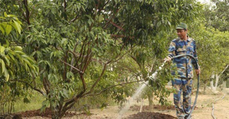 Người cựu chiến binh “bắt” đồi trọc đẻ hơn 700 triệu đồng/năm