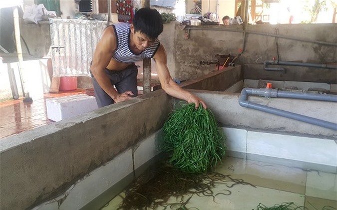 Nuôi lươn không bùn bằng giun quế, bỏ túi hàng trăm triệu một tháng