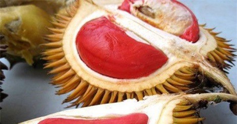 Sầu riêng ruột đỏ giá đắt "cắt cổ" vẫn được chị em săn lùng 