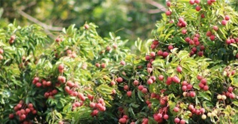 Vải thiều lên máy bay và việc “giải cứu” dưới mặt đất