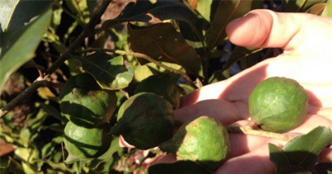 Vì sao hàng loạt “cây tỉ đô” không ra trái?