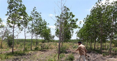 Vỡ mộng đại dự án cao su