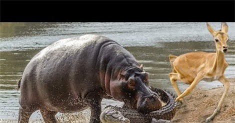 Clip: Đã mắt với cảnh “anh hùng” hà mã cứu linh dương Impala khỏi cá sấu