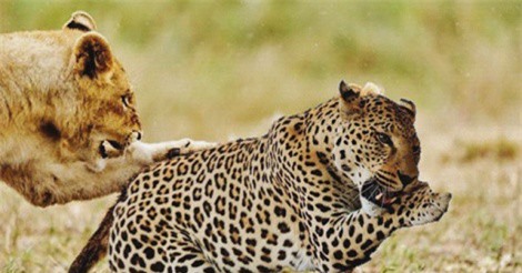 Clip: 'Không chớp mắt' với trận chiến kinh hoàng của báo đốm và sư tử núi 