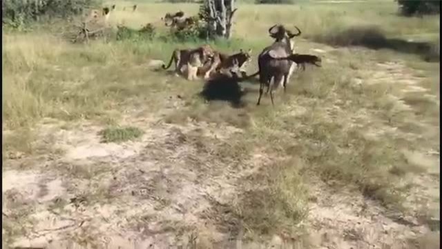 Clip: Không thể tin nổi linh dương đầu bò chiến thắng 8 con sư tử