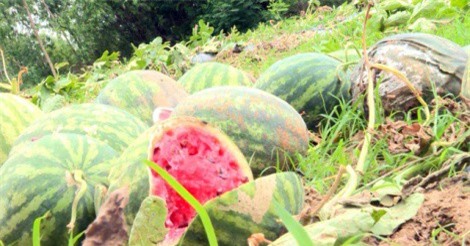 Dưa hấu bỏ thối đầy đồng vì giá hạ thấp, thương lái bỏ chạy không thu mua