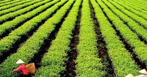 Hàng triệu lao động đang mắc kẹt đói nghèo trong ngành bán lẻ?