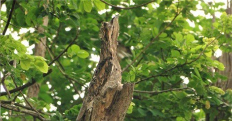 Khâm phục loài chim được mệnh danh là “bậc thầy ngụy trang”