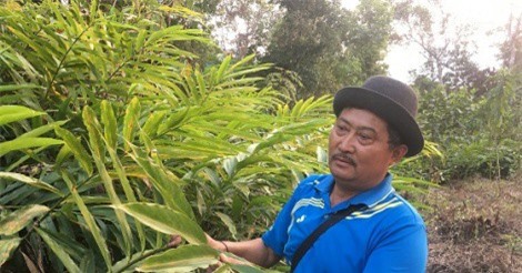 Nơi biên giới, trồng cây thuốc quý, ra quả dưới gốc, giá hơn 600.000 nghìn đồng/kg