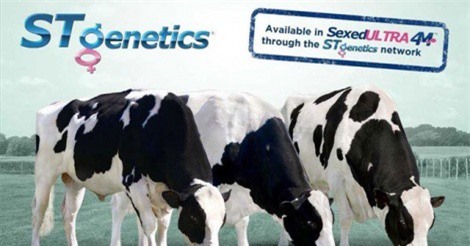 TH true MILK nhân giống đàn bò theo phương pháp chọn lọc tự nhiên để sản xuất sữa A2