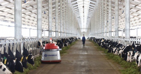 Vinamilk nhập lô bò A2 thuần chủng đầu tiên từ New Zealand