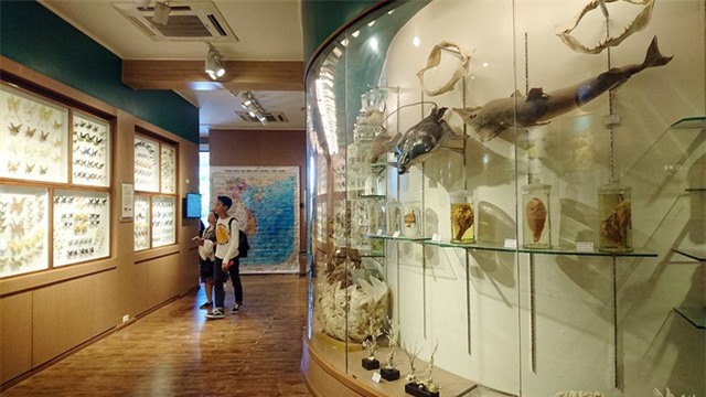 Xem hóa thạch sinh vật cổ đại hàng triệu năm trước tại Hà Nội