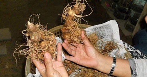 Chủ tịch huyện tiết lộ đại gia trên núi có tới 500 tỷ đồng