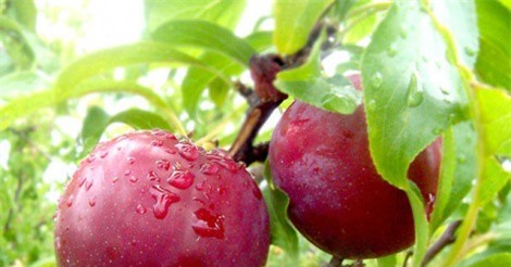 Giải độc, thanh nhiệt, dưỡng nhan nhờ mận