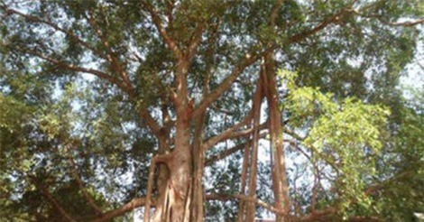 Ly kỳ chuyện ngôi miếu cổ có xà tinh làm “vệ sĩ” ở miền Tây