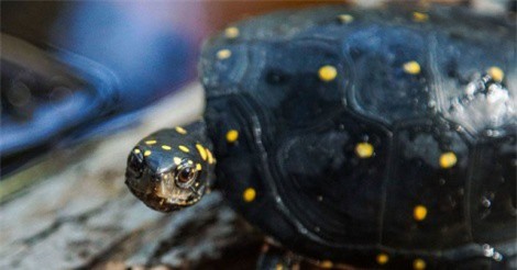 Tiếp viên hàng không buôn lậu hàng chục con rùa trị giá gần 1 tỷ đồng