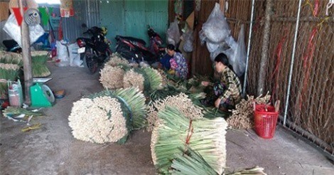 Cây sả ở vùng cù lao Tiền Giang “trồng chơi, ăn thật”