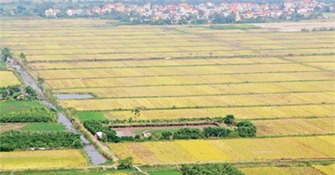 Doanh nghiệp "mắc kẹt" vì đất đai manh mún